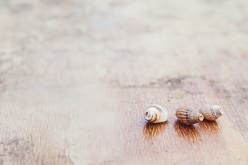 Drei kleine Muscheln auf einem Holztisch, Hintergrundbild mit textfreiraum