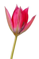 Single flower of a purplish-red tulip isolated