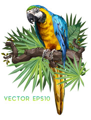 Illustration of blueand gold macaw. © NPD stock