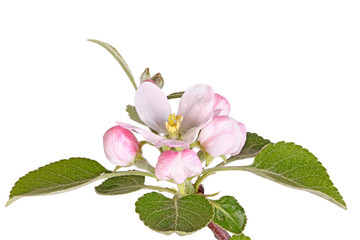Appleblossom, buds and leaves isolated against white