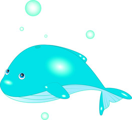 Megaptera novaeangliae, balaenopteridae whale