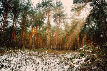 Dreamy Landscape with winter forest and bright sunbeams