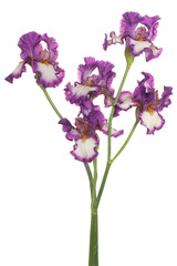 Fototapeta na wymiar iris flowers isolated