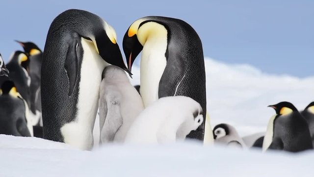 Emperor Penguin with chicks in Antarctica