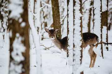 Obraz premium Female fallow deer dama dama in the winter forest