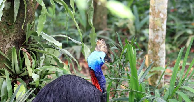 Vibrant exotic animal Cassowary bird double-wattled cassowary in tropical rainforest of New Guinea with dense jungle vegetation on background