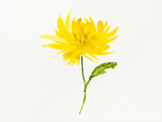 yellow chrysanthemum flower is hand drawn on paper