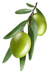 Olive branch with two delicious green olives, isolated on white background
