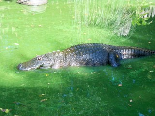 Louisiana Gator 