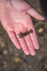 Crayfish In A Hand