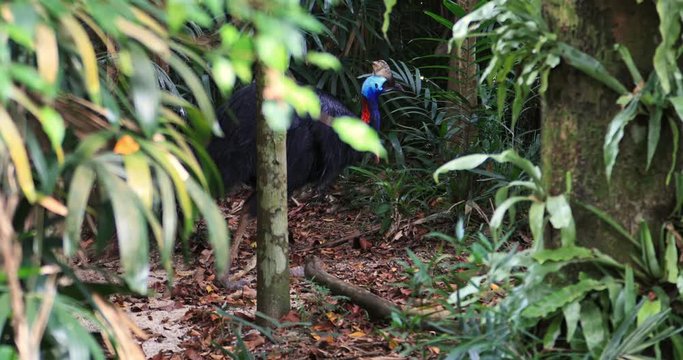 Southern Cassowary wild endemic bird in tropical rainforest enviroment. Exotic animals of jungle forest in Papua New Guinea