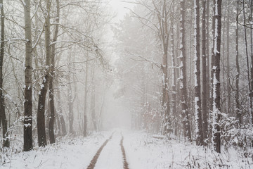 Fototapeta premium Road in snowy winter forest this is fairytale scene