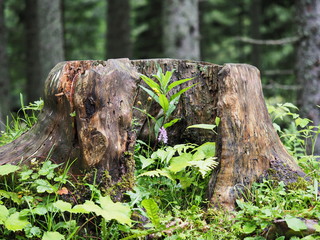 Orchidee wächst im Schutz eines Baumstumpfes