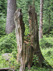 Neues Leben auf einem abgebrochenen Baumstumpf