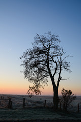 Naklejka na ściany i meble Fence near a lonely tree on the rural pasture with sunset sky