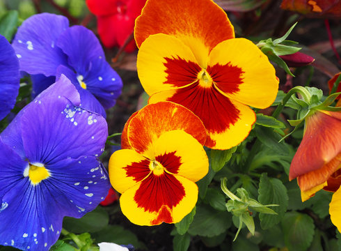 Fototapeta Pansy flower yellow, orange, red and purple with green leaves