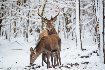 Naklejka na ściany i meble Female and Buck Red deer in the winter forest