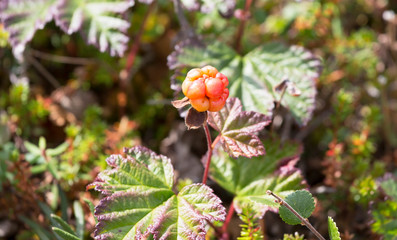 Raspberry cloudberry in autumn