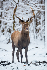 Red Deer Cervus elaphus buck in the winter forest