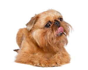 Belgian Griffon, Brussels Griffon dog on Isolated White Background in studio