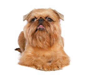 Belgian Griffon, Brussels Griffon dog on Isolated White Background in studio