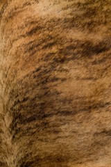 Fur texture