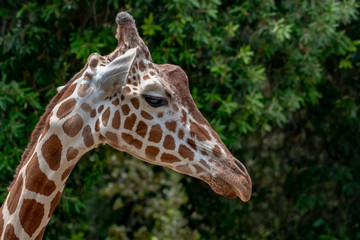 Fototapeta na wymiar Tanzania giraffe close up portrait isolated on green