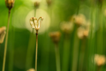 Grass seed pod macro close up with a bokeh background