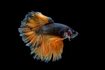 Siamese fighting fish yellew fish, black background Betta splendens, Betta Fish, Halfmoon Betta.