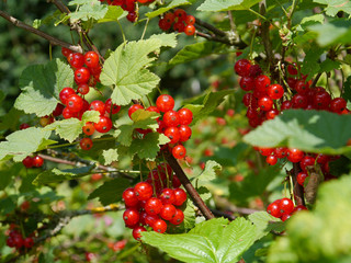 reife rote Johannisbeeren, Ribes rubrum