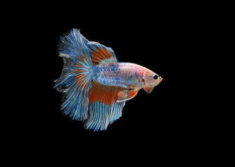 Fototapeta premium Siamese fighting fish colorful fish on a black background, Halfmoon Betta.