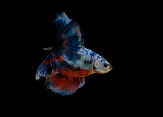 Siamese fighting fish colorful fish on a black background, Halfmoon Betta.