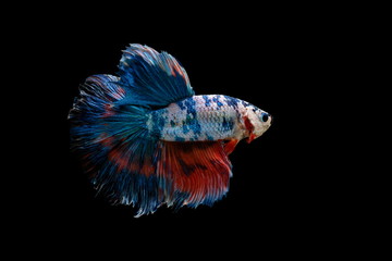 Siamese fighting fish colorful fish on a black background, Halfmoon Betta.