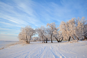 Winter landscape
