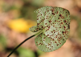 Violet Rust caused by Puccinia violae on green leaf of Viola sp., Belarus
