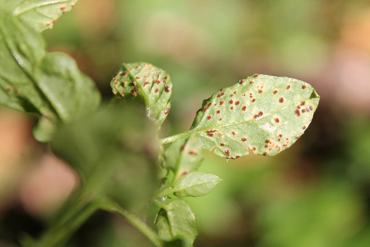 Rust caused by Puccinia arenariae on green leaf of Myosoton aquaticum, Belarus
