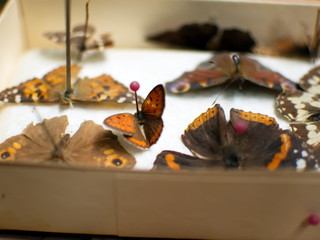 Butterfly collection. Butterflies pinned with pins. Macrophotography.