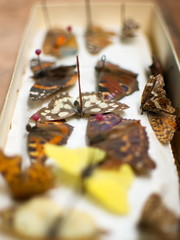Butterfly collection. Butterflies pinned with pins. Macrophotography.