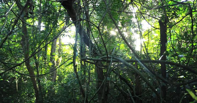 Sun rays and sunshine through branches of jungle forest canopy. Scenic tropical nature background of dense rainforest