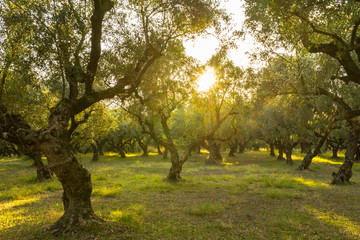 Greece, Zakynthos, Magic atmosphere in beautiful olive tree forest - obrazy, fototapety, plakaty