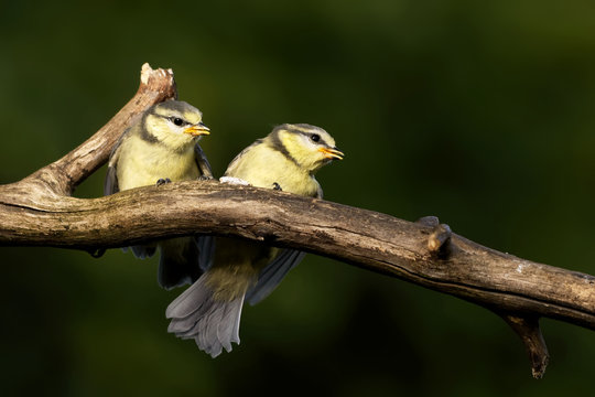 Juvenile Blaumeisen