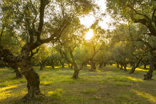 Greece, Zakynthos, Magic atmosphere in beautiful olive tree forest