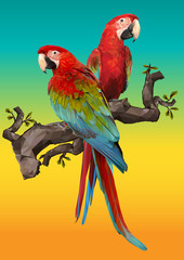 Illustration drawing of green wing macaw birds.