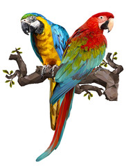 Illustration drawing of green wing macaw birds.