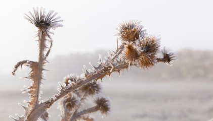 Frozen branch of a bush in the mountains