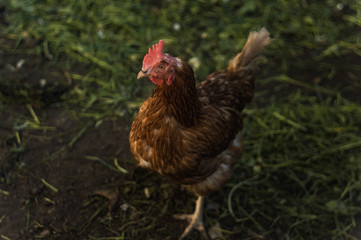 though chicken but it too beautiful