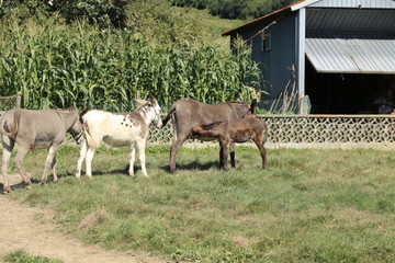 Familai de Burros