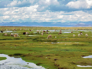 manada de guanaco comiendo