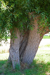 Plants: Old willow tree at the edge of a small country road in Eastern Thuringia on a bright sunny day in July