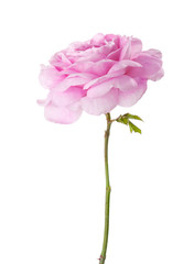Light pink Rose  isolated on white. Tea rose